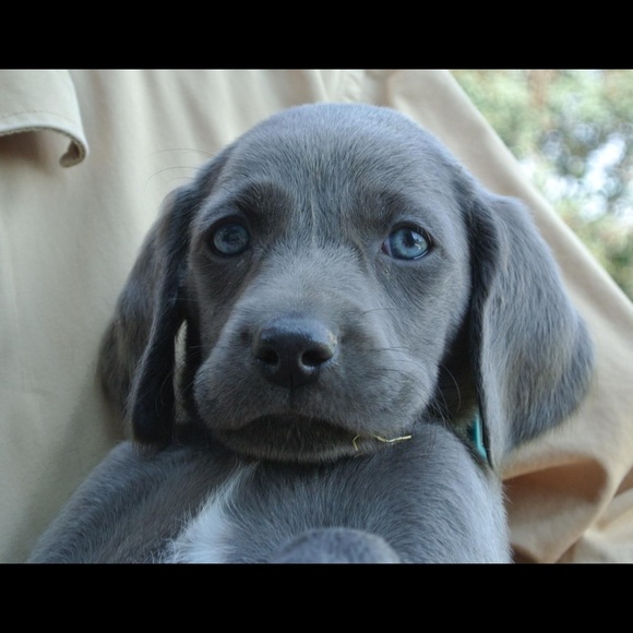 Meet your Posher, Susan - Picture 2 of 2